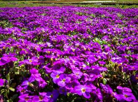 Tařička kosníkovitá 'Audrey Deep Blue Shades' - Aubrieta deltoides 'Audrey Deep Blue Shades'