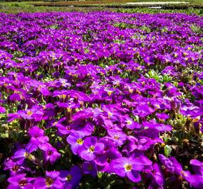 Tařička kosníkovitá 'Audrey Deep Blue Shades' - Aubrieta deltoides 'Audrey Deep Blue Shades'