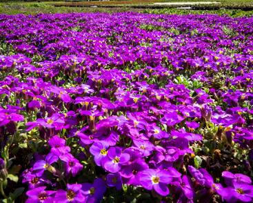 Tařička kosníkovitá 'Audrey Deep Blue Shades'