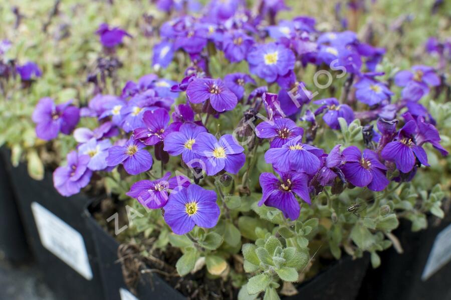 Tařička kosníkovitá 'Audrey Deep Blue Shades' - Aubrieta deltoides 'Audrey Deep Blue Shades'