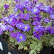 Tařička kosníkovitá 'Audrey Deep Blue Shades' - Aubrieta deltoides 'Audrey Deep Blue Shades'