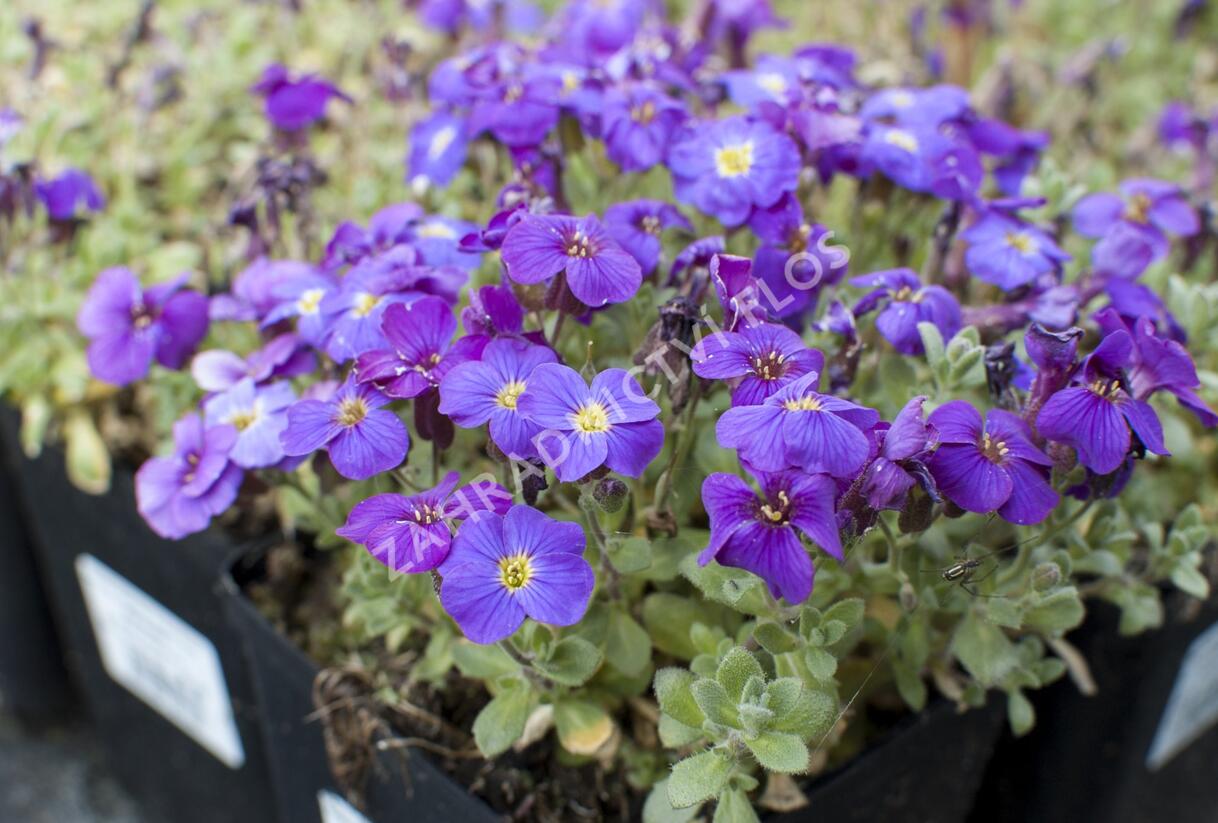 Tařička kosníkovitá 'Audrey Deep Blue Shades' - Aubrieta deltoides 'Audrey Deep Blue Shades'