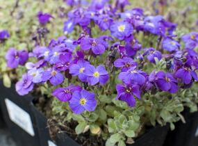 Tařička kosníkovitá 'Audrey Deep Blue Shades' - Aubrieta deltoides 'Audrey Deep Blue Shades'