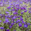 Tařička kosníkovitá 'Audrey Deep Blue Shades' - Aubrieta deltoides 'Audrey Deep Blue Shades'