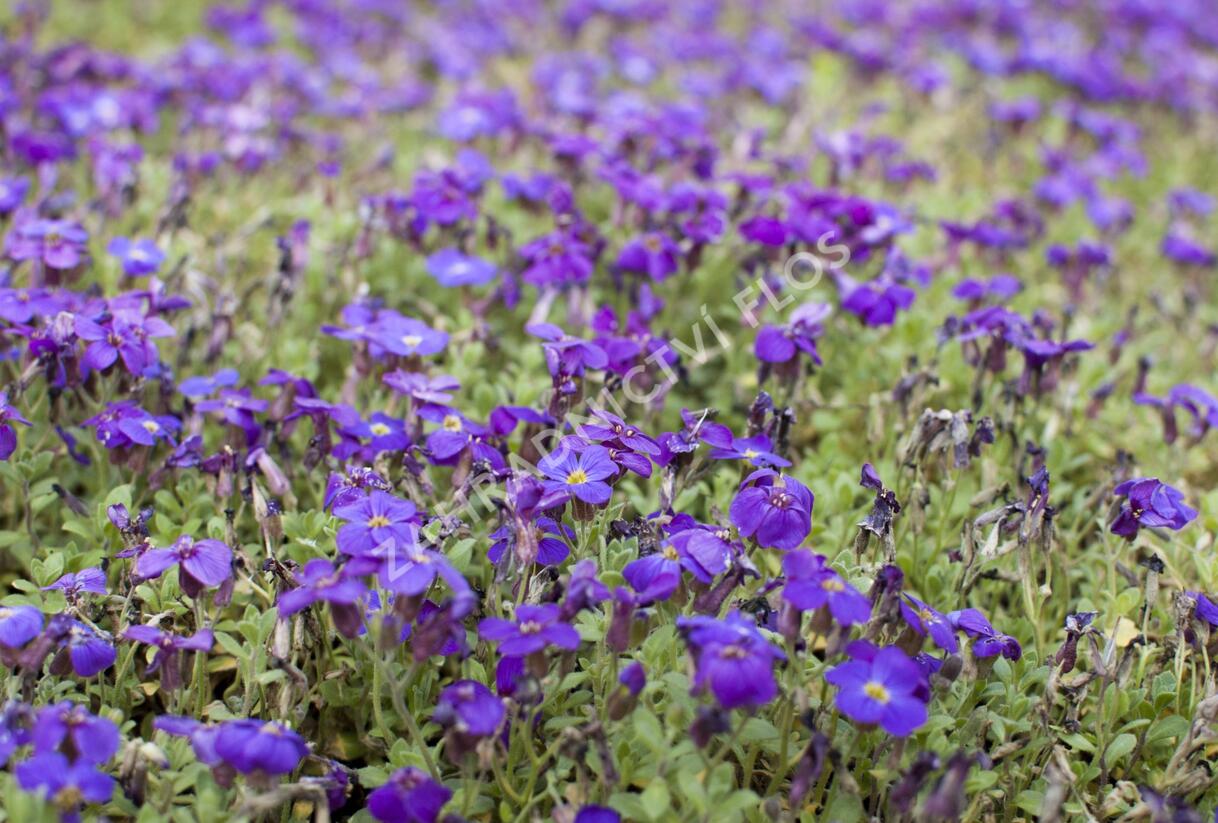 Tařička kosníkovitá 'Audrey Deep Blue Shades' - Aubrieta deltoides 'Audrey Deep Blue Shades'