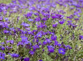 Tařička kosníkovitá 'Audrey Deep Blue Shades' - Aubrieta deltoides 'Audrey Deep Blue Shades'