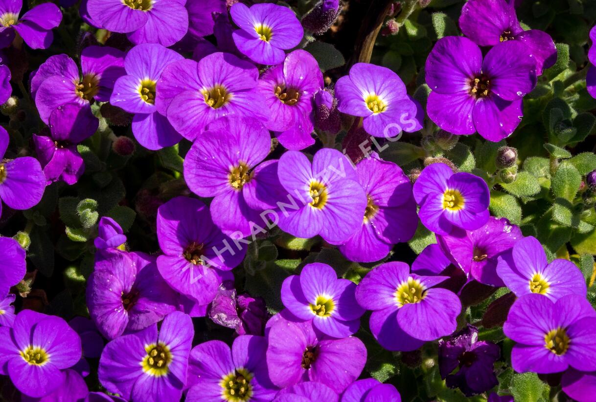 Tařička kosníkovitá 'Audrey Deep Blue Shades' - Aubrieta deltoides 'Audrey Deep Blue Shades'