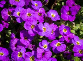 Tařička kosníkovitá 'Audrey Deep Blue Shades' - Aubrieta deltoides 'Audrey Deep Blue Shades'