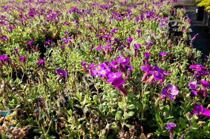 Tařička kosníkovitá 'Audrey Purple Shades' - Aubrieta deltoides 'Audrey Purple Shades'