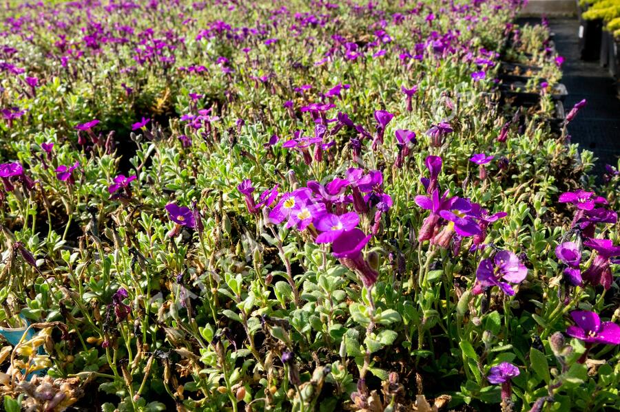 Tařička kosníkovitá 'Audrey Purple Shades' - Aubrieta deltoides 'Audrey Purple Shades'