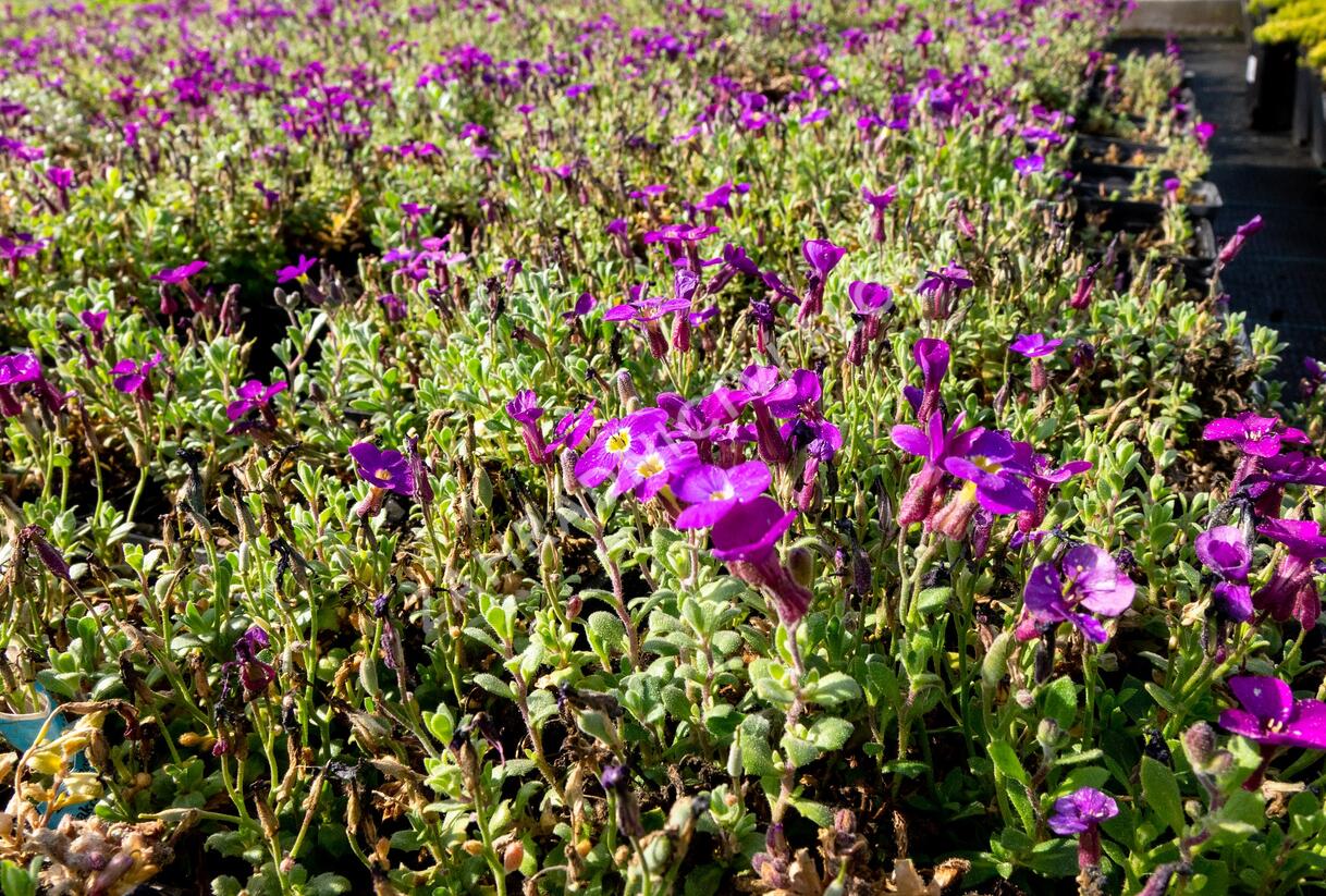 Tařička kosníkovitá 'Audrey Purple Shades' - Aubrieta deltoides 'Audrey Purple Shades'