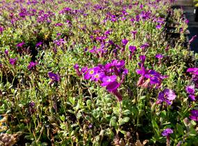 Tařička kosníkovitá 'Audrey Purple Shades' - Aubrieta deltoides 'Audrey Purple Shades'