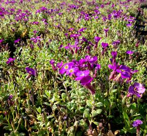 Tařička kosníkovitá 'Audrey Purple Shades' - Aubrieta deltoides 'Audrey Purple Shades'