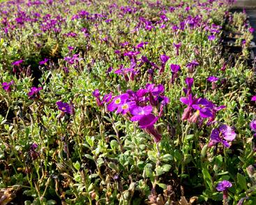 Tařička kosníkovitá 'Audrey Purple Shades'