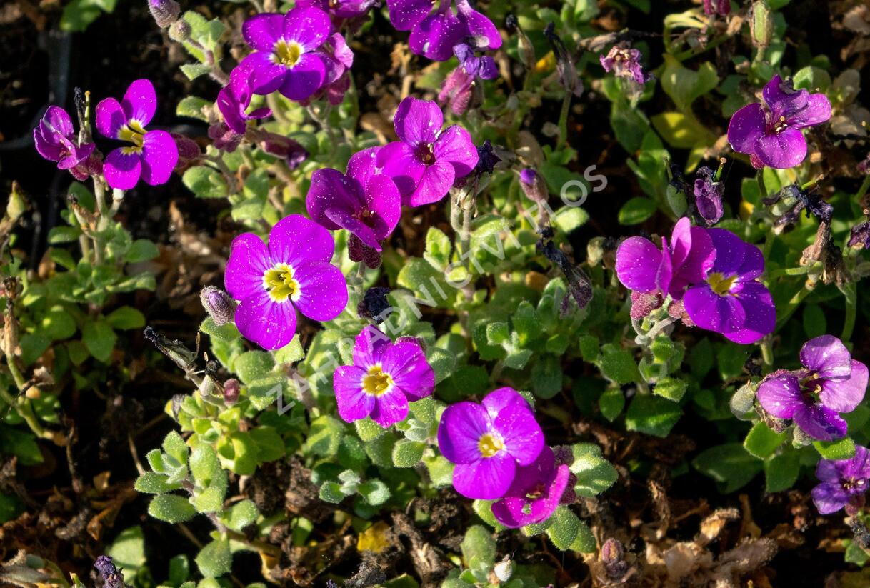 Tařička kosníkovitá 'Audrey Purple Shades' - Aubrieta deltoides 'Audrey Purple Shades'
