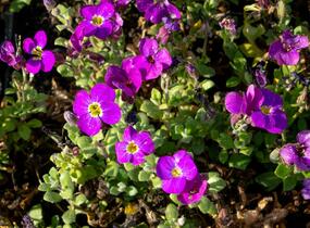 Tařička kosníkovitá 'Audrey Purple Shades' - Aubrieta deltoides 'Audrey Purple Shades'