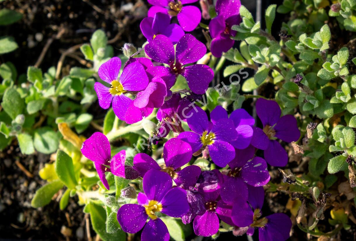 Tařička kosníkovitá 'Audrey Purple Shades' - Aubrieta deltoides 'Audrey Purple Shades'