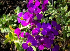 Tařička kosníkovitá 'Audrey Purple Shades' - Aubrieta deltoides 'Audrey Purple Shades'