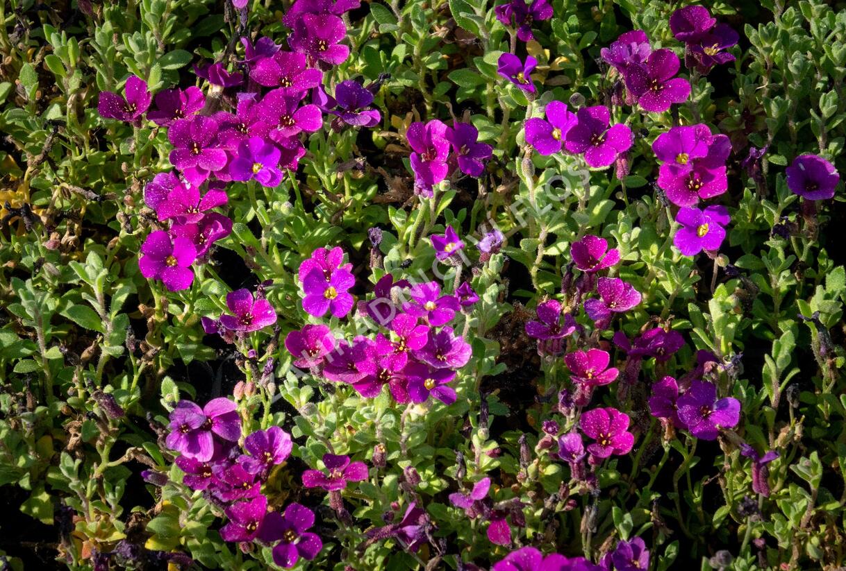 Tařička kosníkovitá 'Audrey Deep Purple Compact' - Aubrieta deltoides 'Audrey Deep Purple Compact'