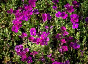Tařička kosníkovitá 'Audrey Deep Purple Compact' - Aubrieta deltoides 'Audrey Deep Purple Compact'