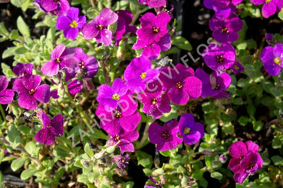Tařička kosníkovitá 'Audrey Deep Purple Compact' - Aubrieta deltoides 'Audrey Deep Purple Compact'