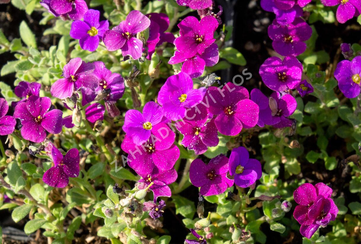 Tařička kosníkovitá 'Audrey Deep Purple Compact' - Aubrieta deltoides 'Audrey Deep Purple Compact'