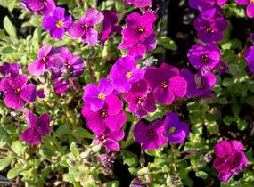 Tařička kosníkovitá 'Audrey Deep Purple Compact' - Aubrieta deltoides 'Audrey Deep Purple Compact'