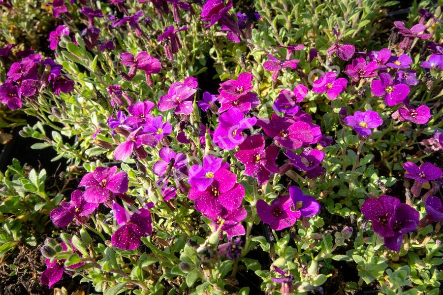 Tařička kosníkovitá 'Audrey Deep Purple Compact' - Aubrieta deltoides 'Audrey Deep Purple Compact'