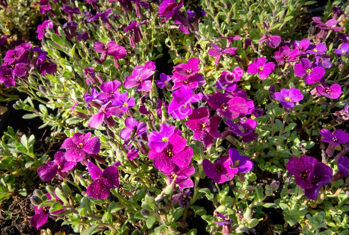Tařička kosníkovitá 'Audrey Deep Purple Compact' - Aubrieta deltoides 'Audrey Deep Purple Compact'