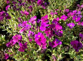 Tařička kosníkovitá 'Audrey Deep Purple Compact' - Aubrieta deltoides 'Audrey Deep Purple Compact'