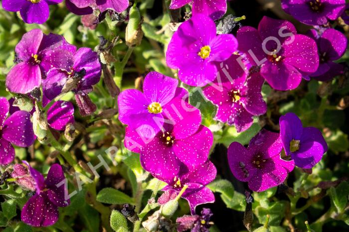 Tařička kosníkovitá 'Audrey Deep Purple Compact' - Aubrieta deltoides 'Audrey Deep Purple Compact'