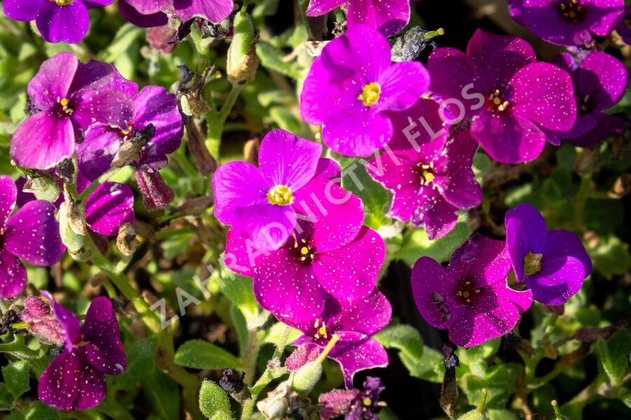 Tařička kosníkovitá 'Audrey Deep Purple Compact' - Aubrieta deltoides 'Audrey Deep Purple Compact'