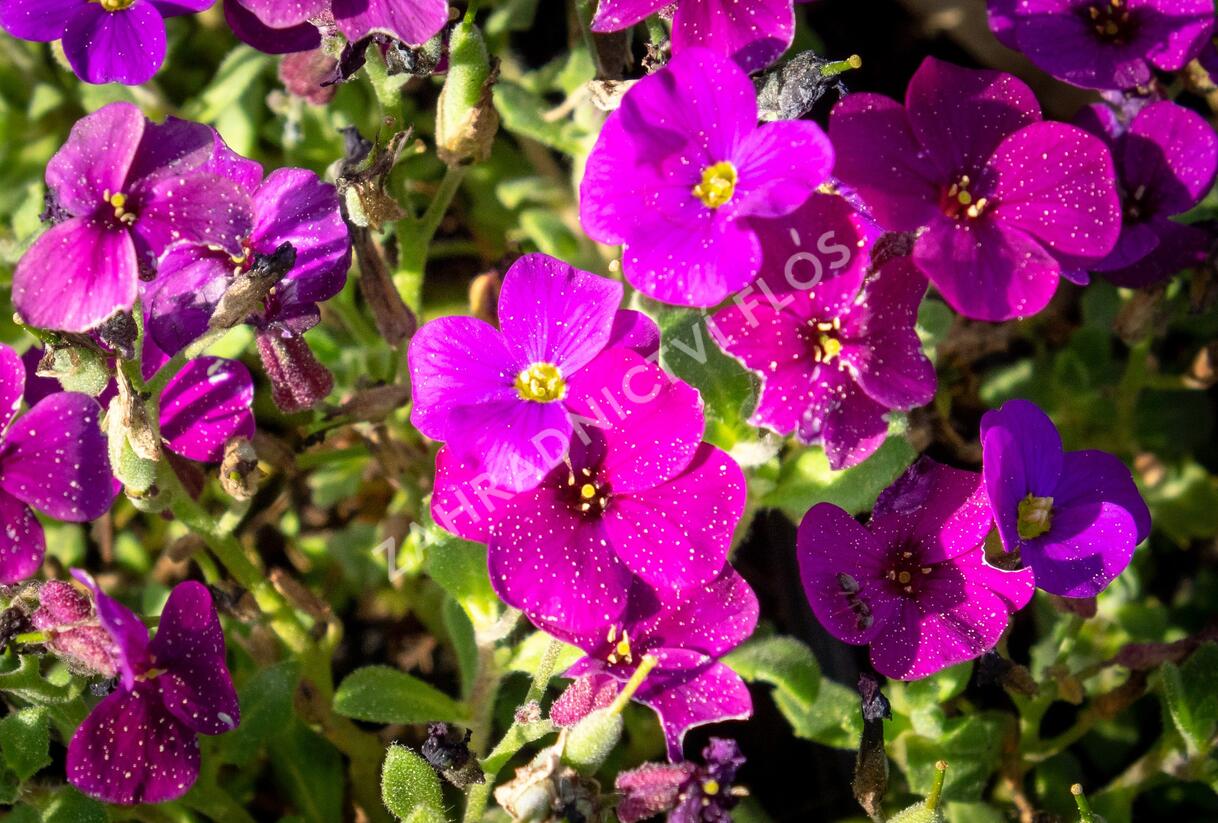 Tařička kosníkovitá 'Audrey Deep Purple Compact' - Aubrieta deltoides 'Audrey Deep Purple Compact'
