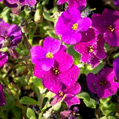 Tařička kosníkovitá 'Audrey Deep Purple Compact' - Aubrieta deltoides 'Audrey Deep Purple Compact'
