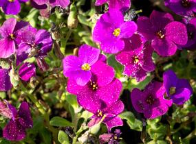 Tařička kosníkovitá 'Audrey Deep Purple Compact' - Aubrieta deltoides 'Audrey Deep Purple Compact'
