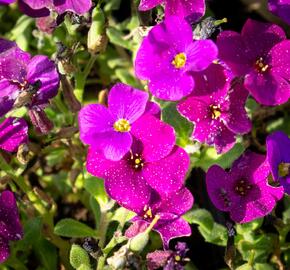 Tařička kosníkovitá 'Audrey Deep Purple Compact' - Aubrieta deltoides 'Audrey Deep Purple Compact'