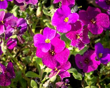 Tařička kosníkovitá 'Audrey Deep Purple Compact'