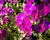 Tařička kosníkovitá 'Audrey Deep Purple Compact'