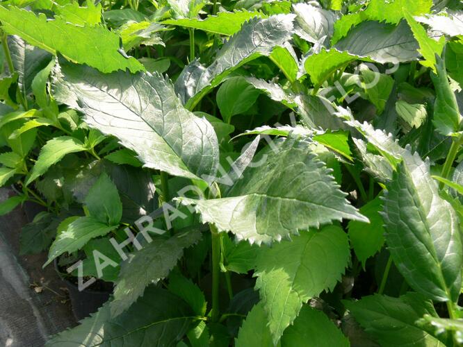 Želonice lysá - Chelone obliqua