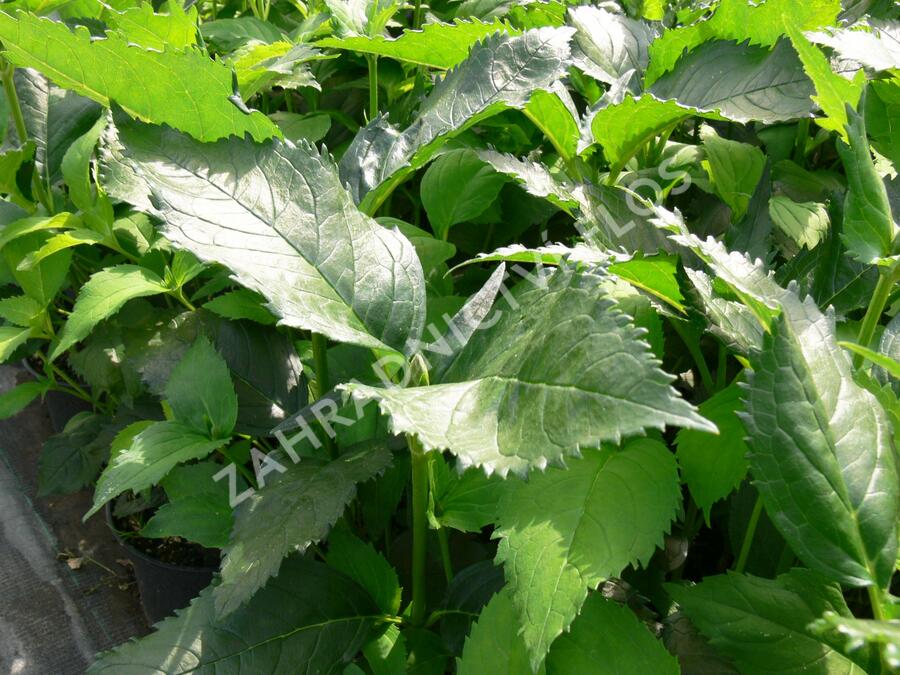 Želonice lysá - Chelone obliqua