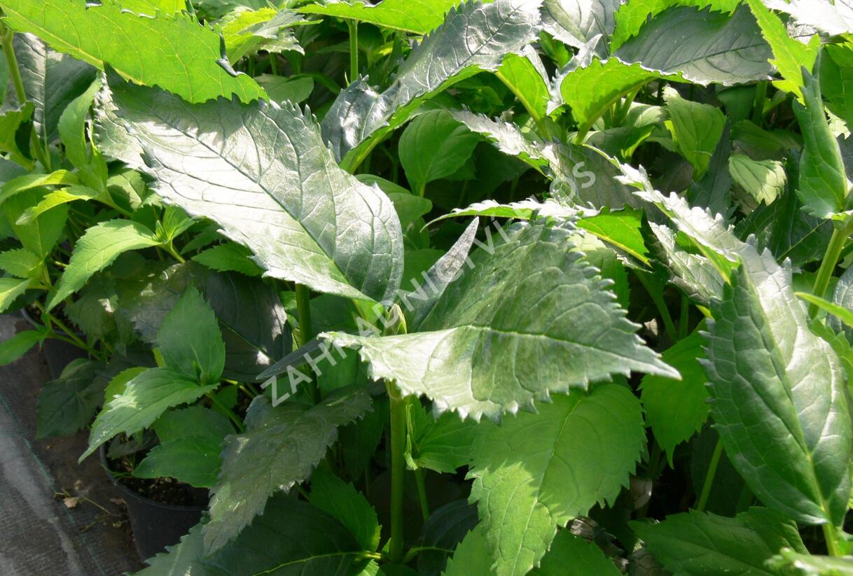 Želonice lysá - Chelone obliqua