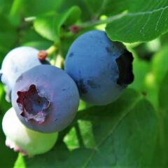 Borůvka chocholičnatá, kanadská borůvka - Vaccinium corymbosum