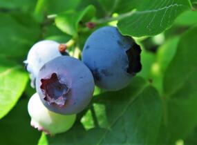 Borůvka chocholičnatá, kanadská borůvka - Vaccinium corymbosum