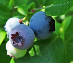 Borůvka chocholičnatá, kanadská borůvka - Vaccinium corymbosum