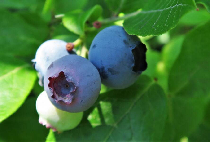 Borůvka chocholičnatá, kanadská borůvka - Vaccinium corymbosum