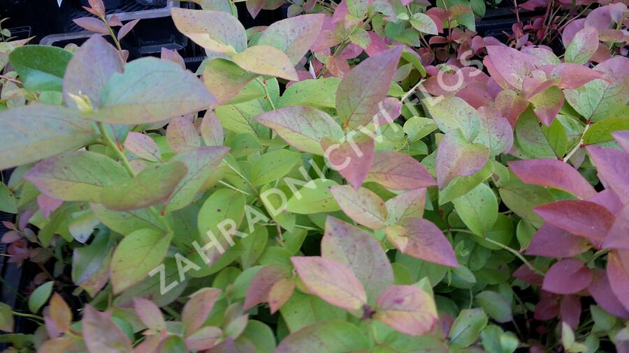 Borůvka chocholičnatá, kanadská borůvka - Vaccinium corymbosum