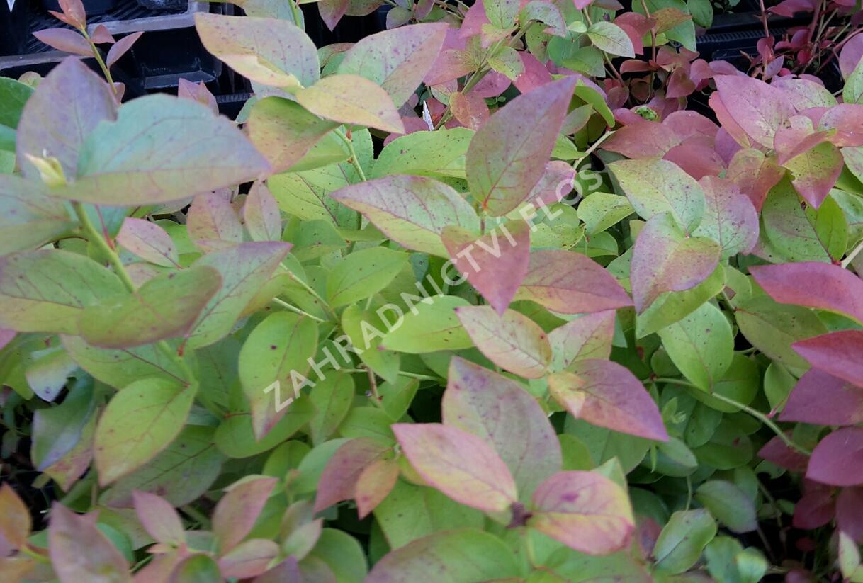 Borůvka chocholičnatá, kanadská borůvka - Vaccinium corymbosum