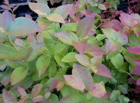 Borůvka chocholičnatá, kanadská borůvka - Vaccinium corymbosum