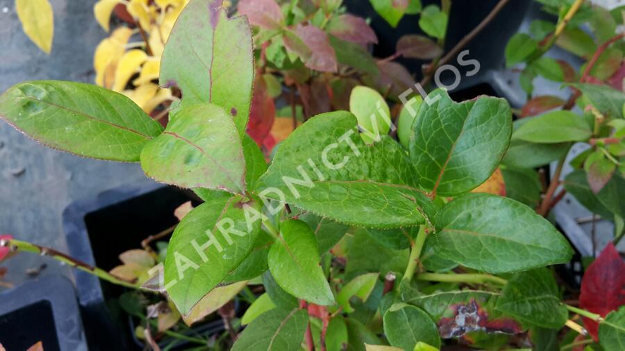 Borůvka chocholičnatá, kanadská borůvka - Vaccinium corymbosum