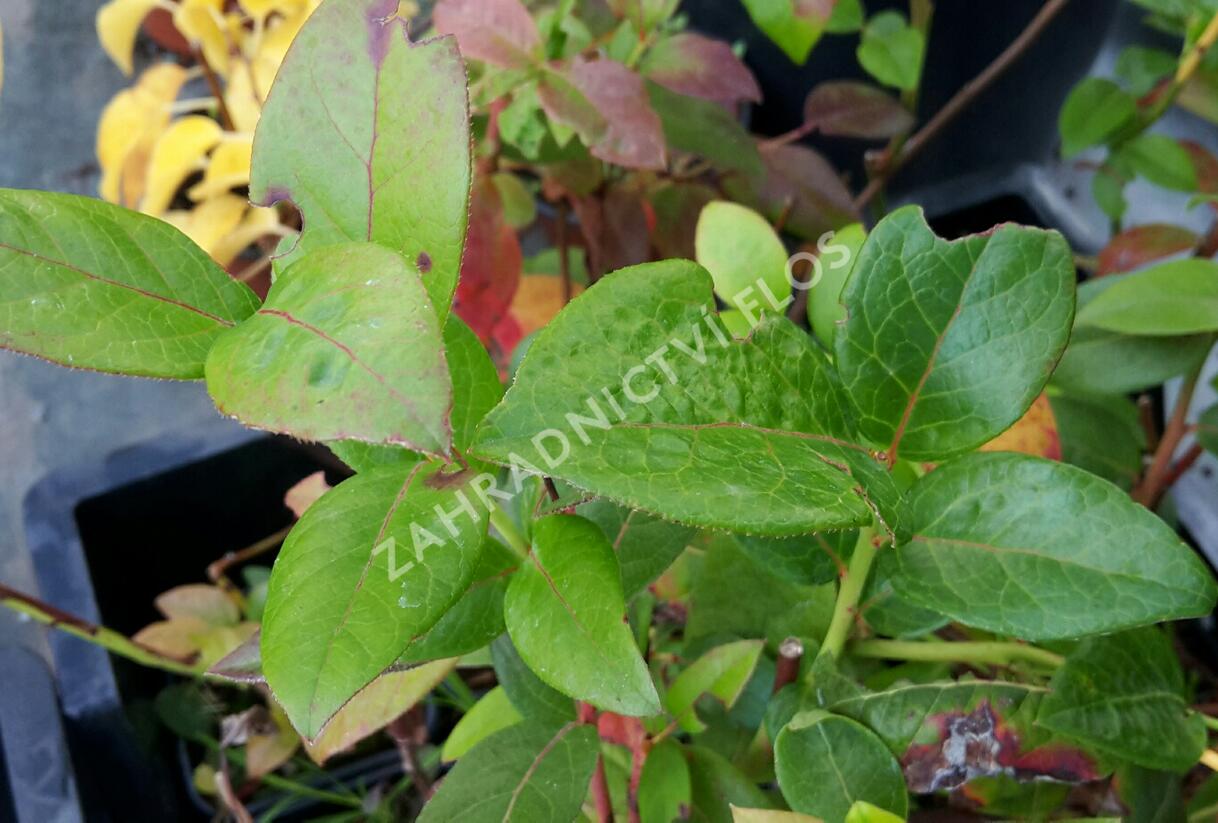 Borůvka chocholičnatá, kanadská borůvka - Vaccinium corymbosum